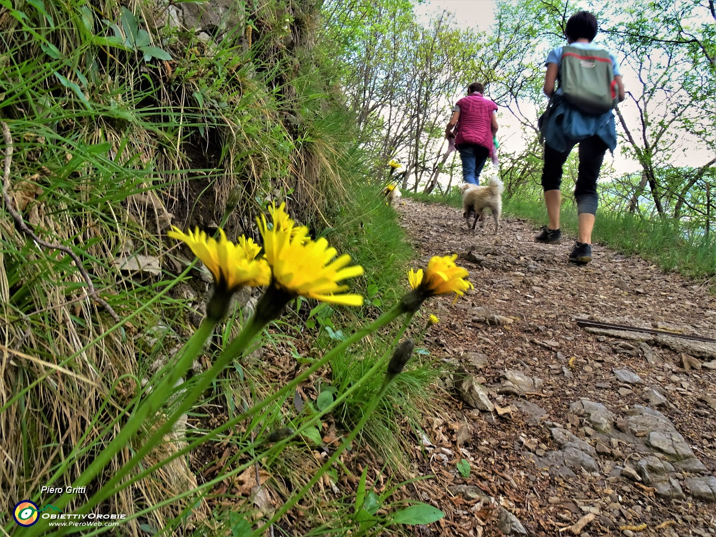 21 Fiori gialli di Hieracium (Sparviere alpino).JPG